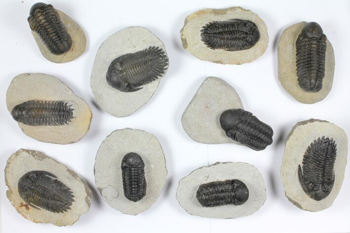 Lot: Assorted Devonian Trilobites - Pieces #92154